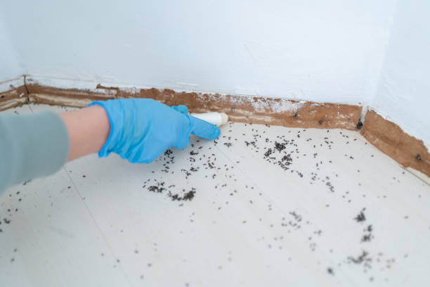 Best Bed Bug Extermination  in Chackbay, LA